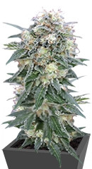 Ganesh regular (Mandala Seeds)