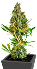 Sweet Cheese F1 Fast Version fem (Sweet Seeds) семена конопли