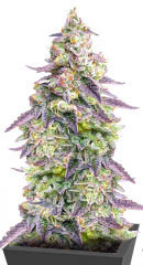 #9 Pound Hammer Auto fem (High Speed ​​Buds)