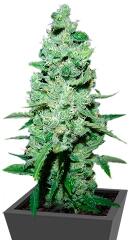 AK-47 regular (Serious Seeds)