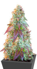 Auto Blueberry Banana fem (Anesia Seeds)