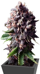 Auto Purple fem (Pyramid Seeds)