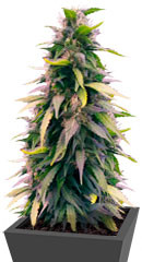 Auto Original Berry fem (Victory Seeds)