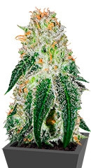 Black Russian fem (Delicious Seeds)