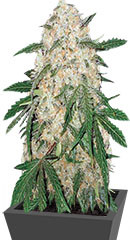 Bubblegum+ Pro fem (Victory Seeds)