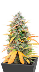 Gelato Auto fem (Herbies Seeds) семена конопли