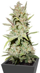 Pineapple Express Auto fem (FastBuds) семена конопли