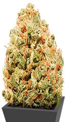 Strawberry Cake fem семена конопли