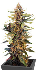 Guava Auto fem (FastBuds Seeds) семена конопли