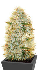 Big Bazooka fem (Anesia Seeds)