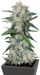 Gorilla Auto (Gorilla Glue Auto) fem (FastBuds)