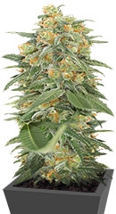 Green Crack fem (Humboldt Seed Organization) семена конопли