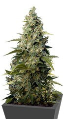 Honey Peach Auto CBD fem (Sweet Seeds)