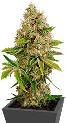 OG Kush Autoflowering fem (Dinafem Seeds)