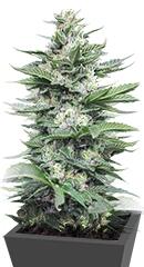 Sour Diesel #2 fem (Humboldt Seeds)