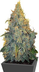 Appleberry fem (Sumo Seeds)