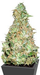 Choc-Matic Auto fem (Dr. Krippling Seeds) семена конопли