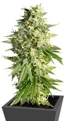 Double Dutch fem (Serious Seeds)