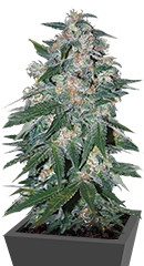 Ketama fem (World of Seeds)