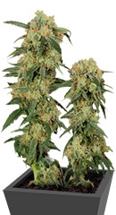 Pamir Gold fem (Dutch Passion)