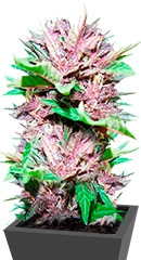 Auto Dark Purple fem (Delicious Seeds)