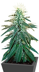 Early Skunk fem (Sensi Seeds)