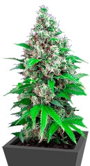 Killer Kush F1 Fast Version fem (Sweet Seeds)