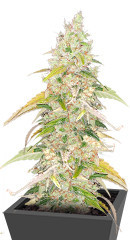 Original Jack Herer Auto fem (FastBuds) семена конопли