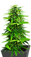 Snow Star Auto fem (Amsterdam Seeds)