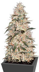 Sonic Bloom Auto fem (Dr. Krippling Seeds) семена конопли