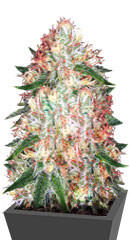 Sour Apple fem (Anesia Seeds)