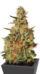 White Domina fem (Kannabia Seeds)
