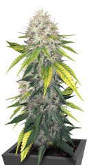 Za-Za OG fem (Herbies Seeds)