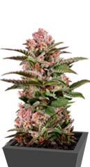 Purple Moby Dick fem (Dinafem Seeds)