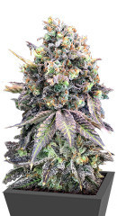 Purple Punch fem (00 Seeds)
