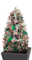 Amnesia fem (Vision Seeds)