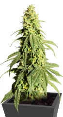 Banana Rapids fem (Dr. Krippling Seeds) семена конопли