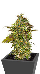 Candy House fem (UKHTA)