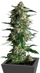 Galaxy fem (Pyramid Seeds)