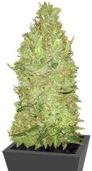 Misty Kush regular (Nirvana Seeds)