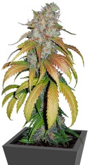 Psicodelicia fem (Sweet Seeds)