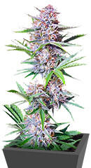 Bruce Banner Autoflower fem (Seedkeepers)