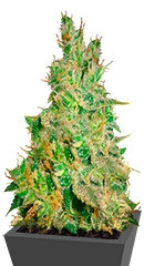 Critical Kali Mist fem (Delicious Seeds)