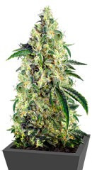 Green Poison CBD fem (Sweet Seeds)