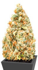 Monster Profit fem (Heavyweight Seeds)