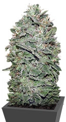 Sweet Soma fem (00 Seeds)