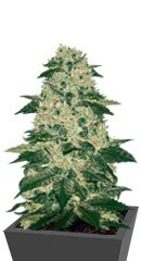 Afghan Kush Reg (World of Seeds)