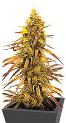 Black Widow fem (Amsterdam Seeds)