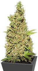 CBD-Chronic fem (Serious Seeds)