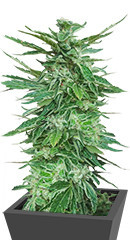 Cafe Racer (Blimburn Seeds) семена конопли